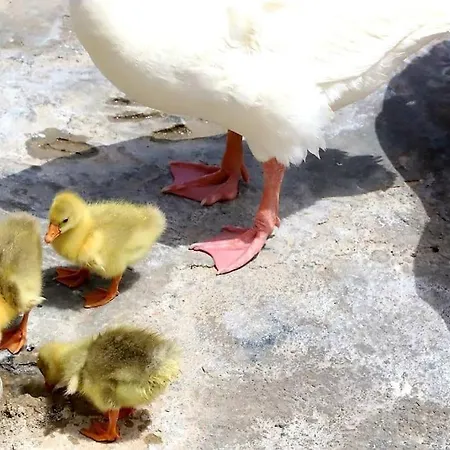 Korthaki Beach House Οικογενειακή Villa στη θάλασσα *