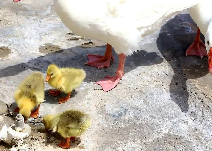 Korthaki Beach House Οικογενειακή Villa Στη Θάλασσα *
